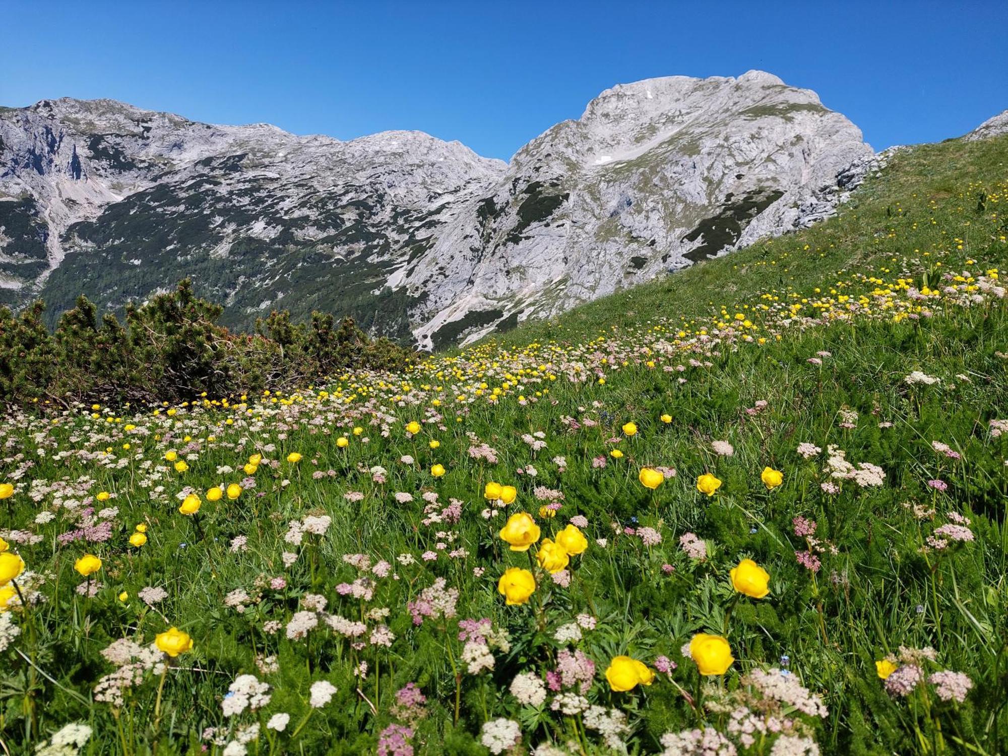 Apartmaji Vesna Bohinj Bagian luar foto